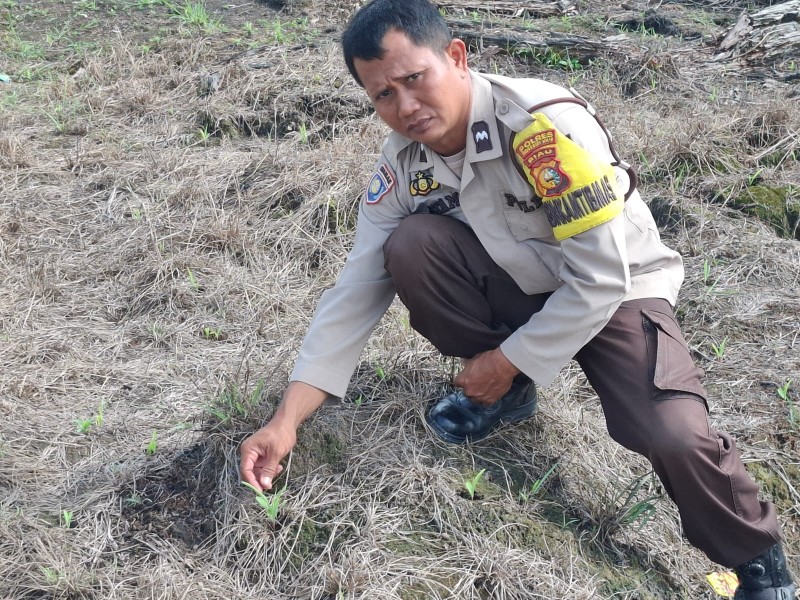 Polsek Kemuning Pantau Tanaman Jagung di Desa Lubuk Besar, Wujud Nyata Dukung Program Asta Cita