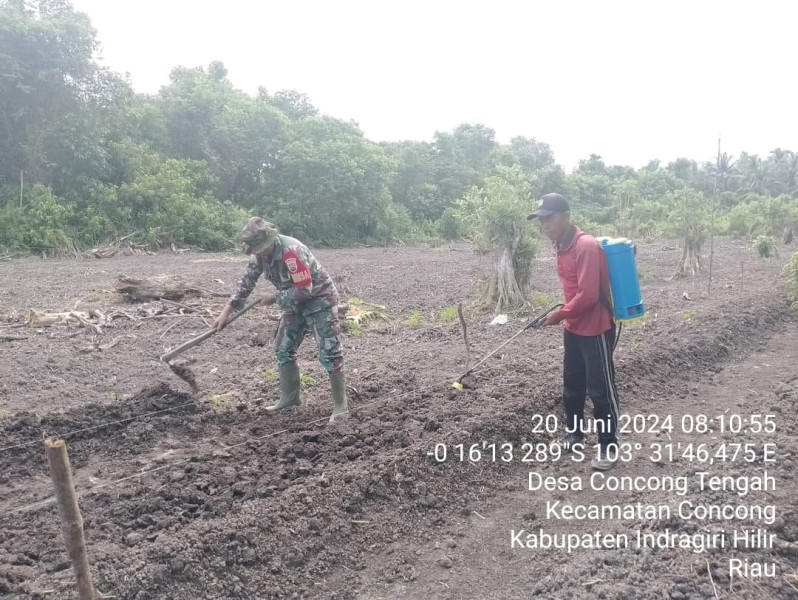 Babinsa Koramil 04/Kuindra Ingatkan Para Petani Sayuran Agar Tetap Jalin Silaturrahmi Antar Sesama