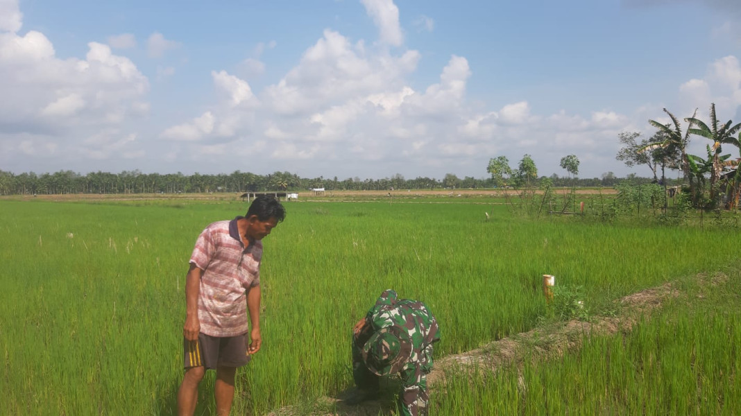 Koramil 07/Reteh Rutin Lakukan Pengecekan Padi Bersama Kelompok Tani Sumber Sari