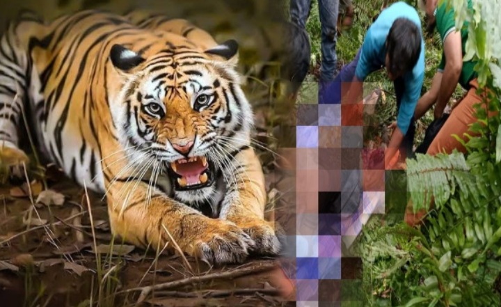 Badan dan Kepala Terpisah, Pekerja Penumbang Pohon di Inhil Ini Tewas Mengenaskan, Ngerilah Pokoknya