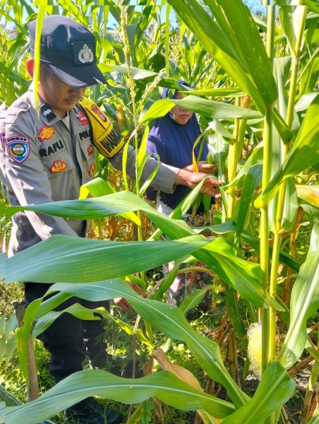 Bhabinkamtibmas Polsek Siak Cek Perkembangan Tanaman Jagung Warga di Kampung Pangkalan Makmur