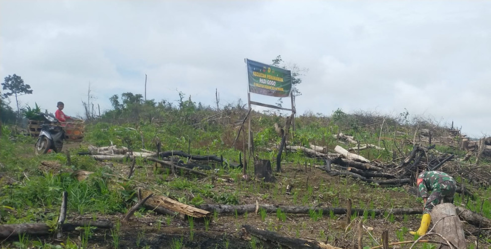 Tumbuhkan Semangat Tinggi, Babinsa Koramil 09/Kemuning Dampingi Penanaman Padi Gogo