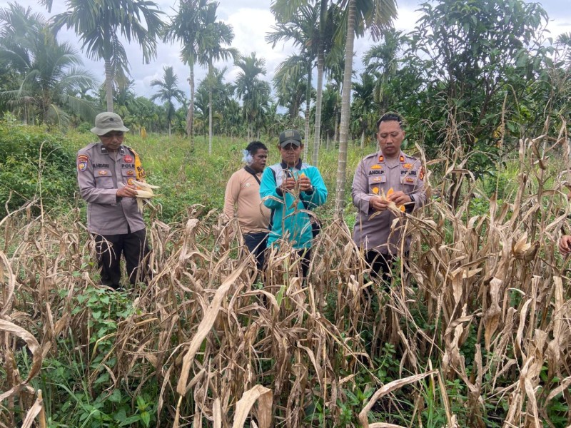 Masyarakat Rambaian Apresiasi Hasil Panen Jagung Polsek Gas Bersama Desa Capai 500 KG