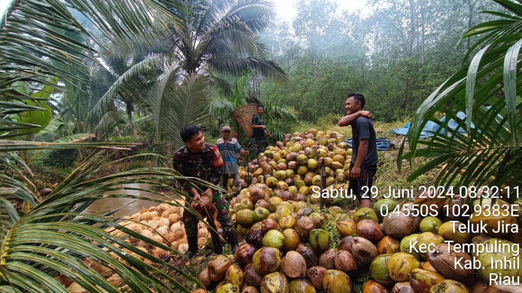 Jalin Kebersamaan Dengan Petani Kelapa, Babinsa Koramil 03/Tpl Bantu Petani Kupas Kelapa