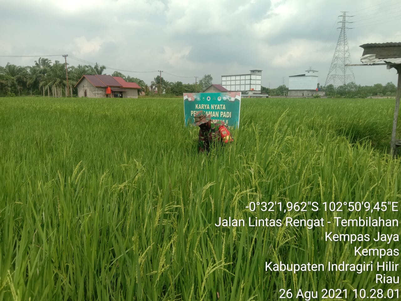Susuri Pematang Sawah, Babinsa 03/Tempuling Ucap Padi Tampak Subur