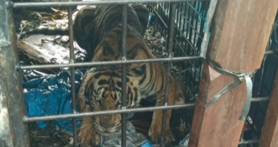 [Video] Seekor Harimau Sumatera Berhasil Ditangkap BBKSDA Riau di Inhil