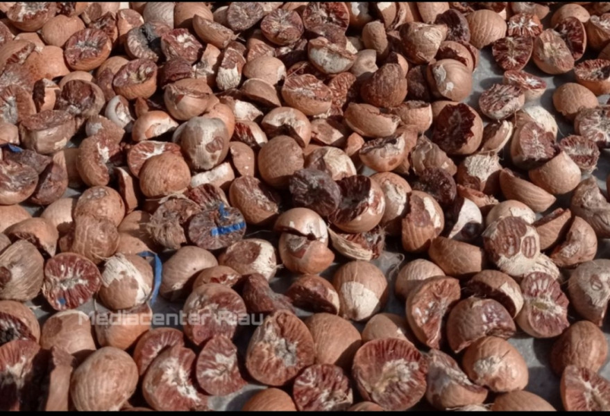 Naik Tipis, Harga Pinang Kering di Riau Minggu Ini Dihargai Rp4.400 per Kg