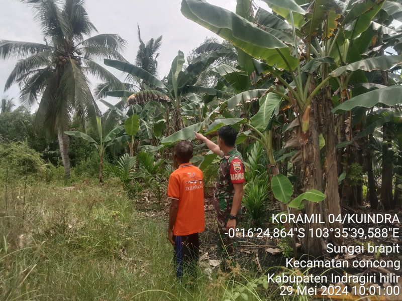 Patroli Karlahut, Rutinitas Babinsa Koramil 04/Kuindra Pada Saat Musim Kemarau