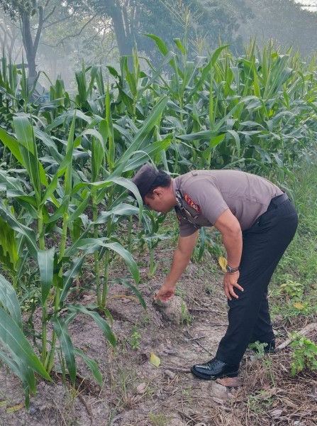 Bhabinkamtibmas Polsek Siak Sambangi Petani Jagung Tumpang Sari dalam Mendukung Ketahanan Pangan Nasional