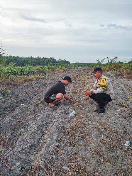 Bhabinkamtibmas Polsek Siak Dampingi Petani Jagung Pipil di Kampung Berumbung Baru