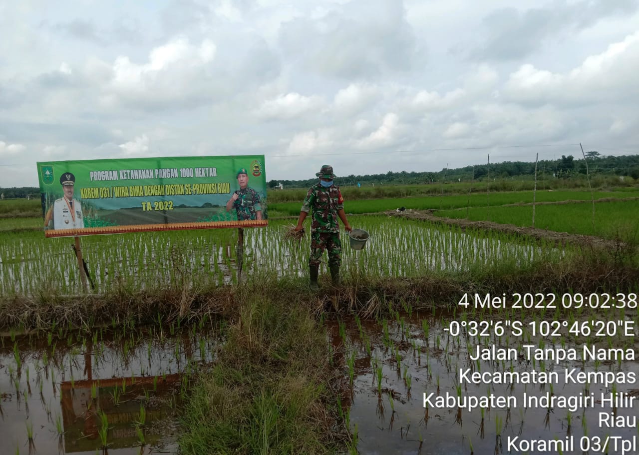 Babinsa 03/Tempuling Bantu Petani Cabut Rumput Pengganggu Tanaman Padi