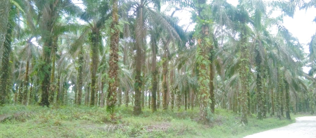 Petani Sungai Keranji Kuansing Bingung Kapan Tahapan Pekerjaan Replanting Dimulai