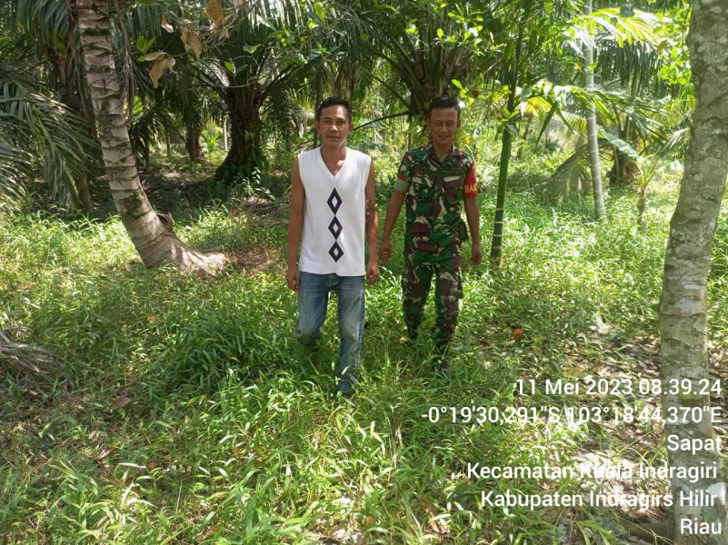 Babinsa Koramil 04/Kuindra Tingkatkan Penjagaan Hutan dan Lahan
