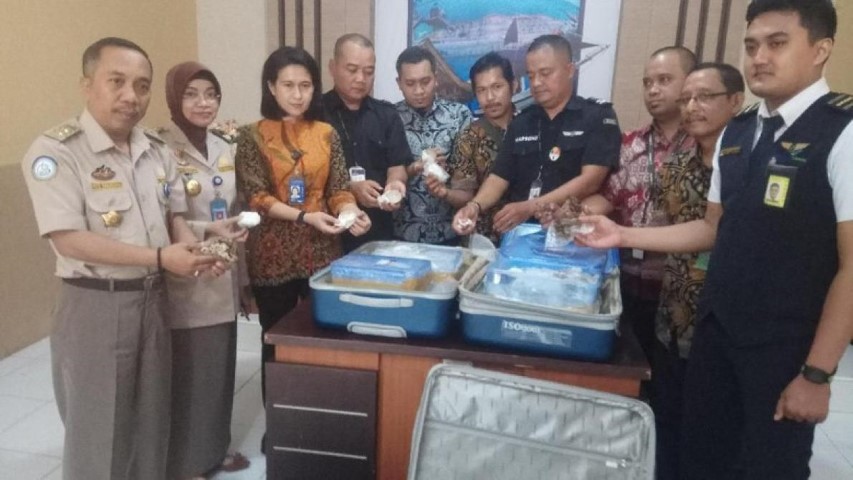 Penyelundupan Koral Ilegal 60 Kg Diamankan di Bandara Hasanuddin