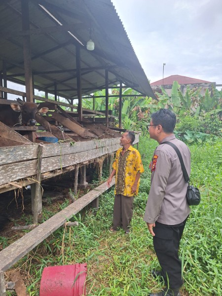 Polsek Keritang Monitor Peternakan Sapi Kotabaru Seberida, Imbau Warga Jaga Kebersihan Kandang dan Keamanan Ternak