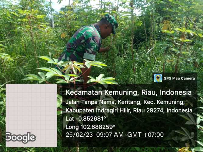 Koramil 09/Kemuning Bersihkan Kebun Ketahanan Pangan