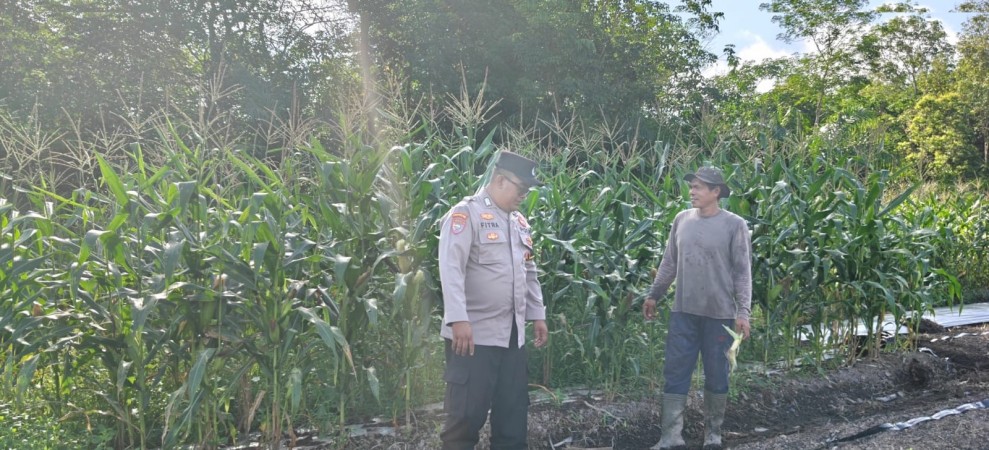 Dukung Program Ketahanan Pangan Bhabinkamtibmas Kampung Benteng Hilir Melaksanakan Pengecekan Tanaman Jagung
