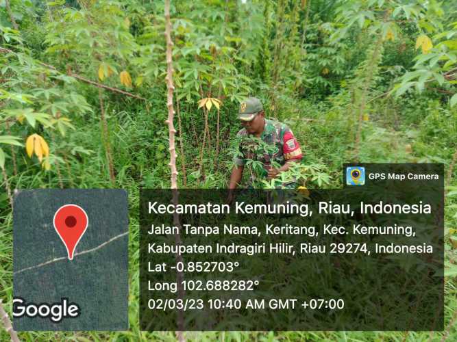 Giat Ketahanan Pangan Di Kebun Bersama Koramil 09/Kemuning