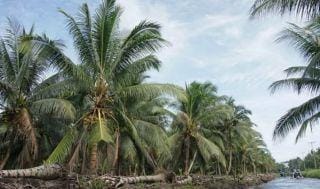 Nilai Tukar Petani di Riau 145,32 pada Juni 2023