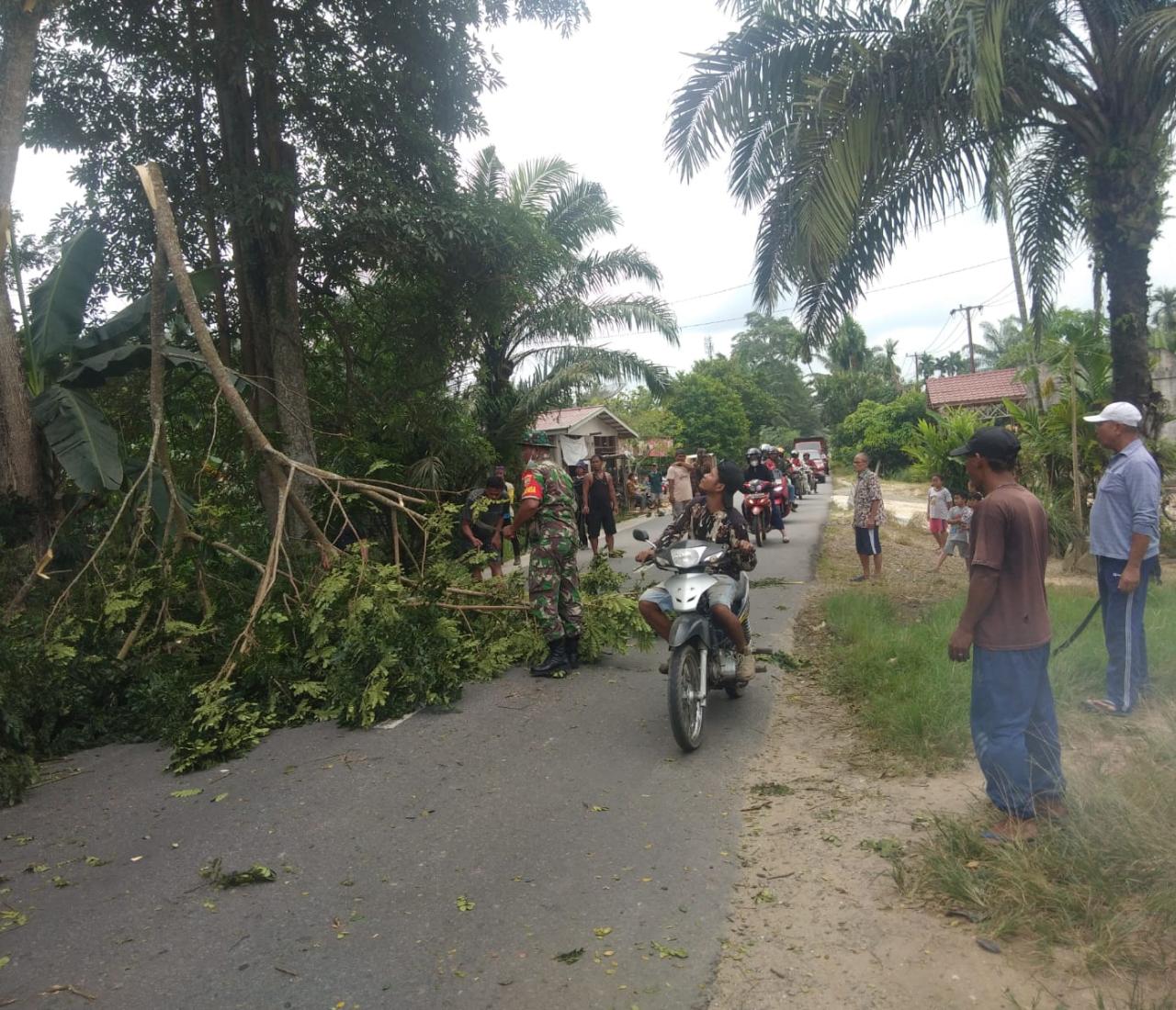 Antisipasi Gangguan Listrik, Babinsa 03/Tempuling dan Warga Bantu PLN Bersihkan Pohon