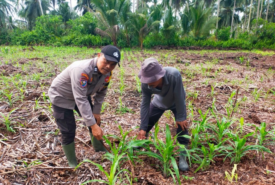 Kompak, Personel Polsek Kuindra Dampingi Poktan Cek Pertumbuhan Jagung Hibrida