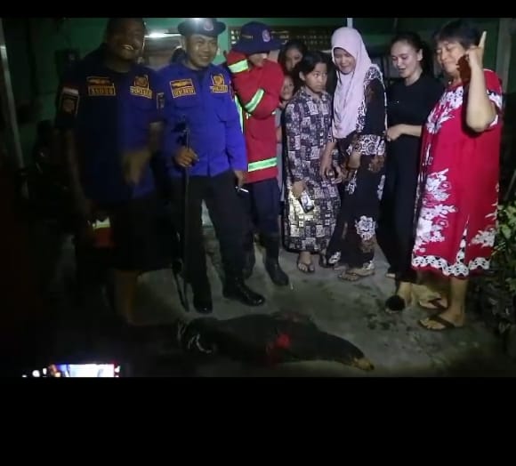 Damkar Asahan Evakuasi Biawak Dari Dalam Rumah Warga