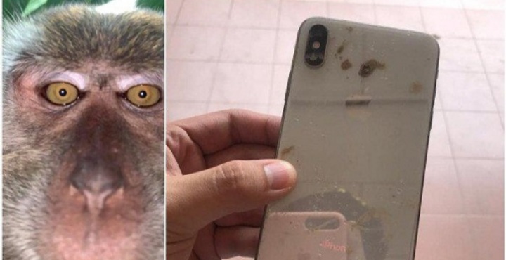 Ponselnya yang Hilang Dicuri Monyet, Ketika Ditemukan Pria Ini Terkejut Saat Buka Galery Foto