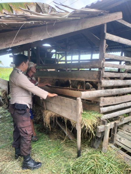 Menjelang Idul Adha, Bhabinkamtibmas Sungai Batang Masuk Kandang Domba Lakukan Pendampingan