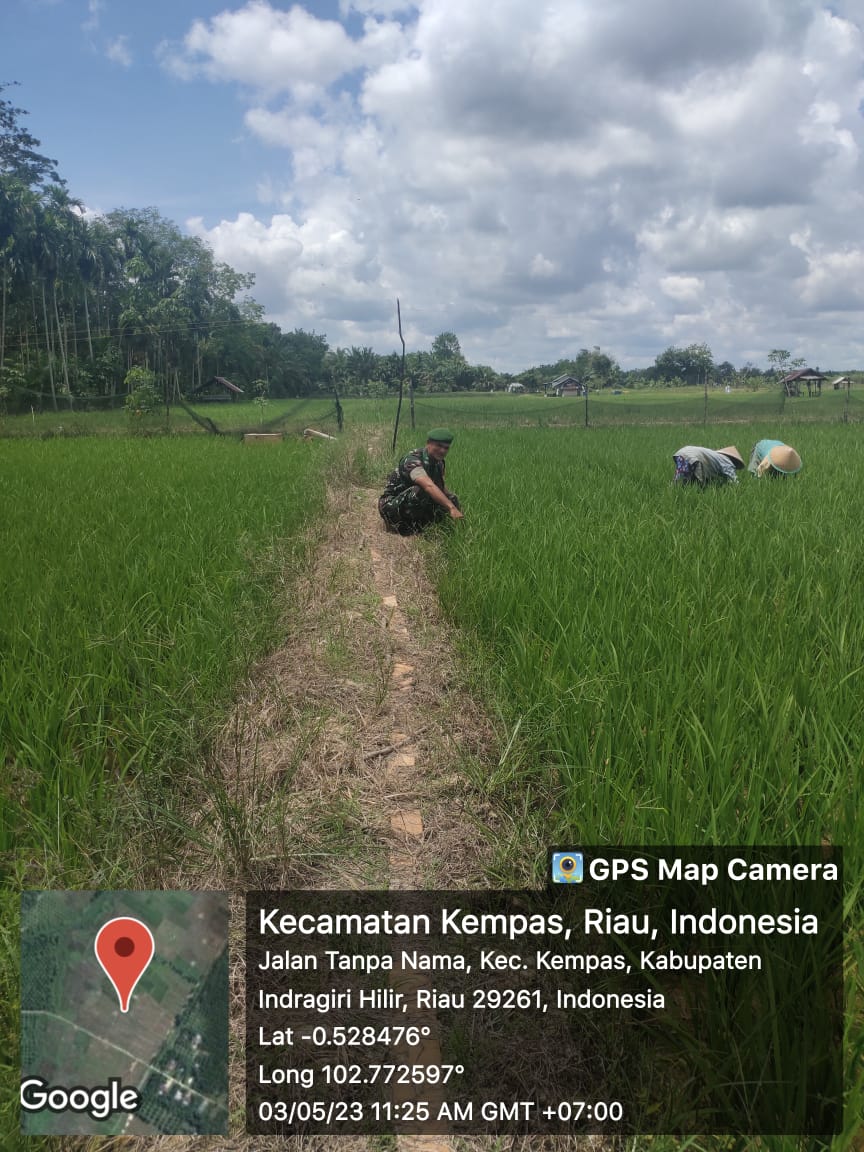 Beri Motivasi Kepada Petani, Babinsa 03/Tpl Turun ke Sawah