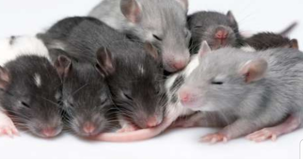 Waspada, Ditemukan Virus Hepatitis E Baru, dari Tikus Menular ke Manusia