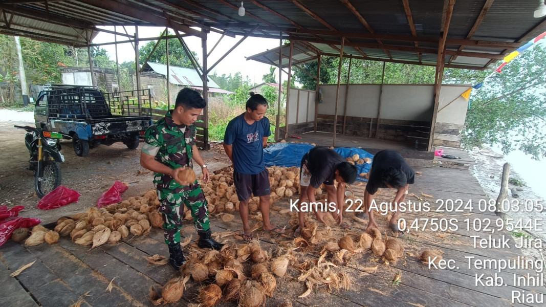 Dukung Hasil Pertanian Petani Babinsa 03/Tpl Bantu Angkat Dan Sortir Buah Kelapa