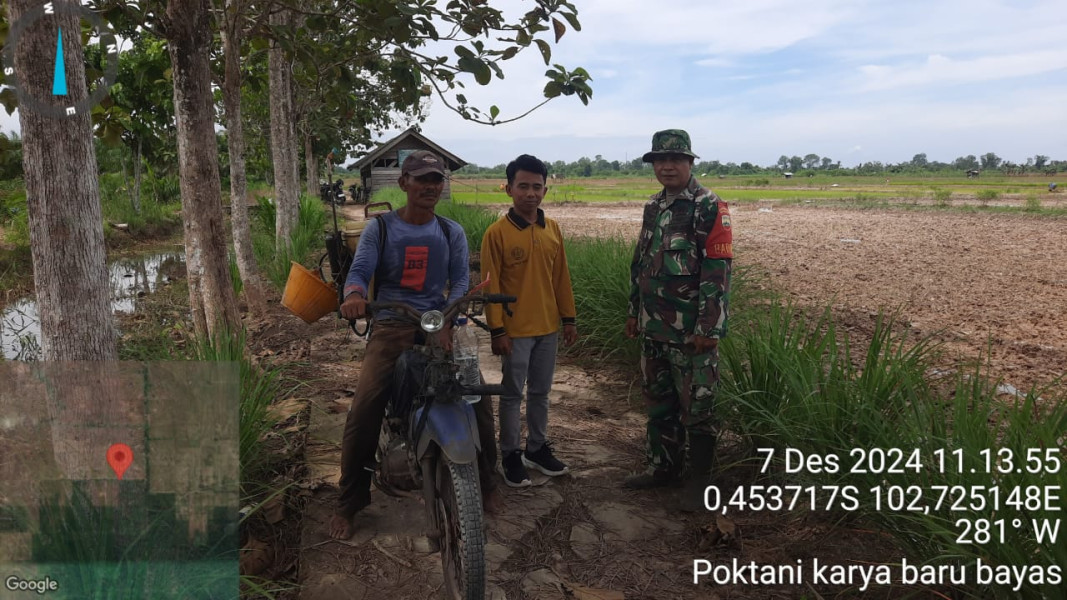 Babinsa Koramil 03/Tpl Ajak Petani Tingkatkan Produktivitas Padi di Desa Bayas Jaya