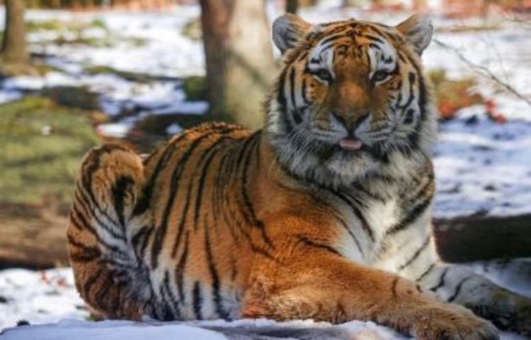 Harimau Terinfeksi Corona, Kasus Pertama di Dunia