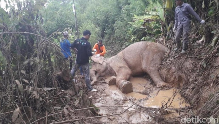 Kena Jerat, Gajah Betina Liar di Aceh Luka Parah