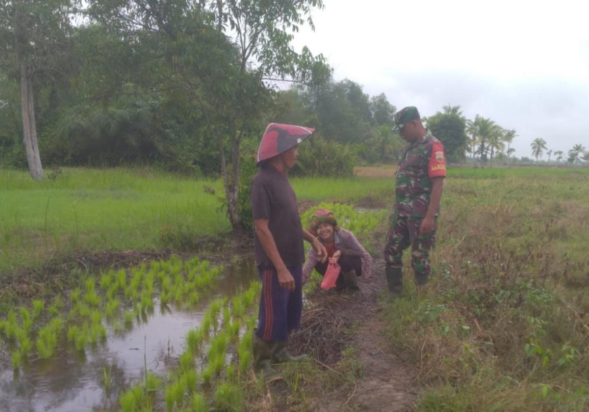 Babinsa Komsos Dengan Petani, Sebagai Wujud Kepedulian Guna Meningkatkan Hasil Pertanian