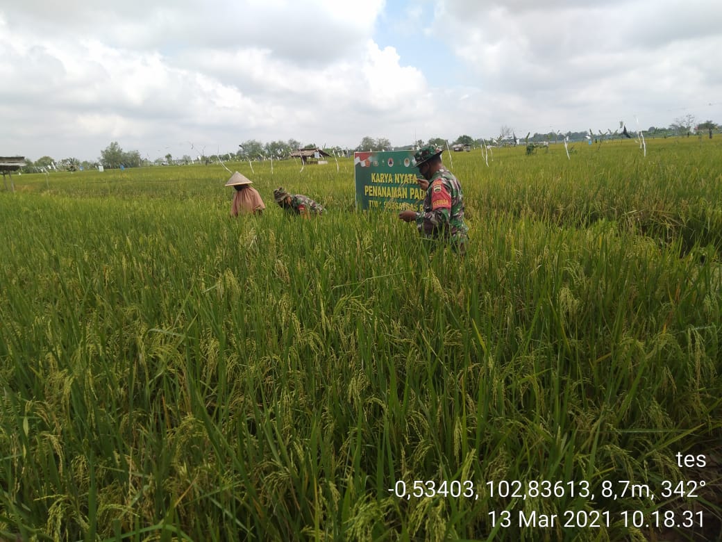 Babinsa 03/Tempuling Lakukan Monitoring Perkembangan Padi di Lahan Demplot