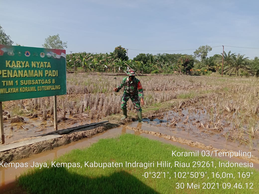 Babinsa 03/Tempuling Pantau Lahan Persemaian Benih Padi