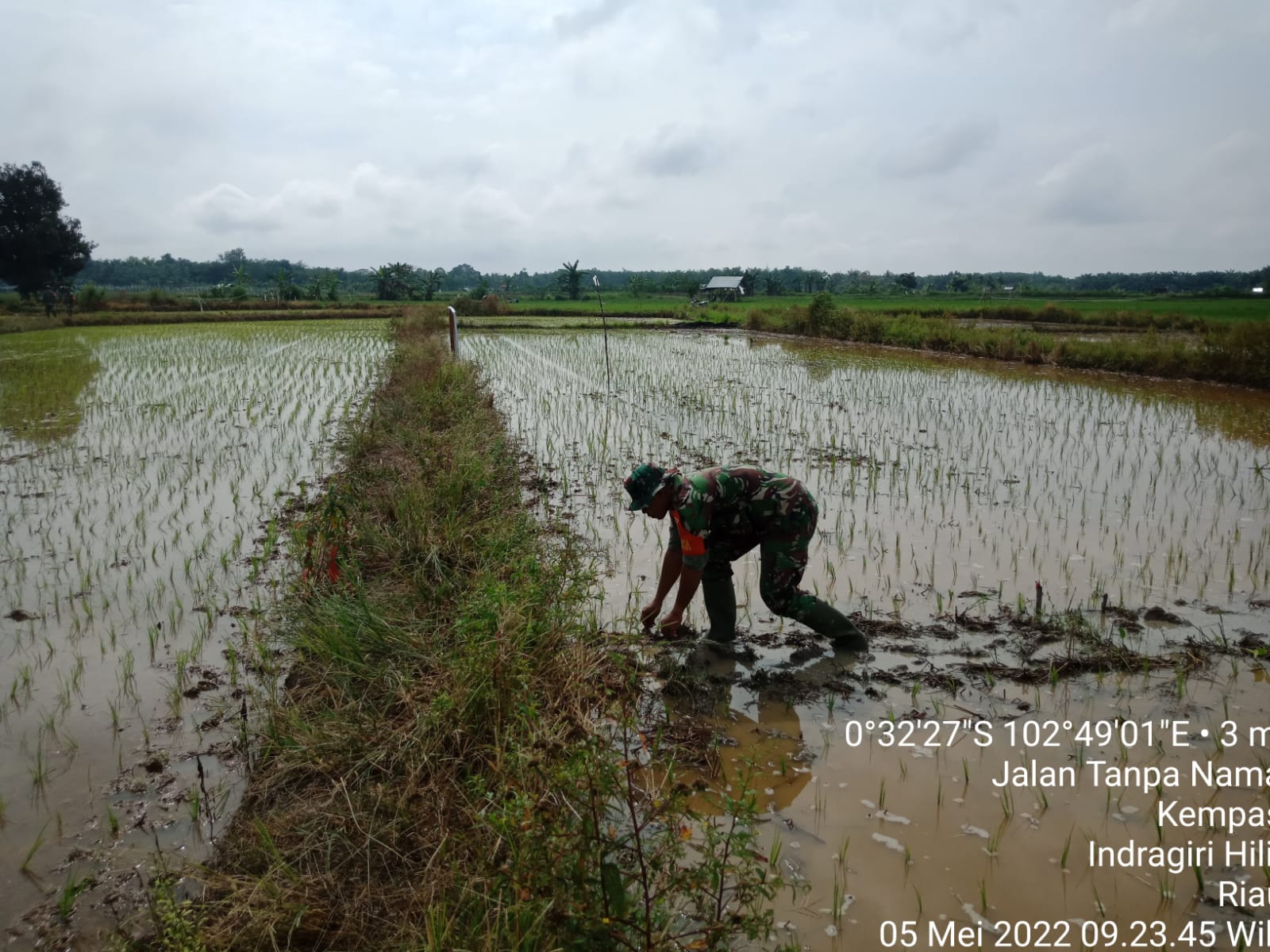 Babinsa 03/Tempuling Bantu Petani Cegah Gulma Pada Tanaman Padi