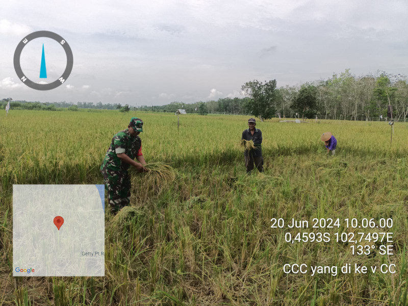 Bantu Petani Panen Padi, Bentuk Dukungan Babinsa Koramil 03/Tpl Sukseskan Swasembada Pangan