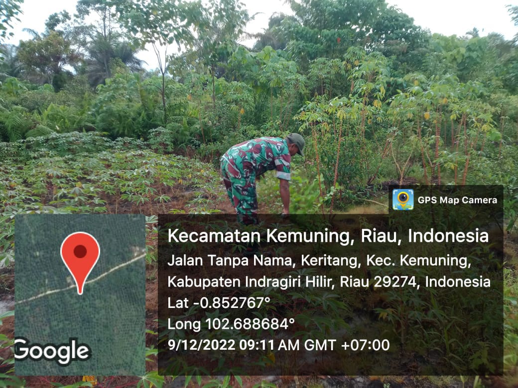 Babinsa Koramil 09/Kemuning Giat Lakukan Ketahanan Pangan Demi Gulma