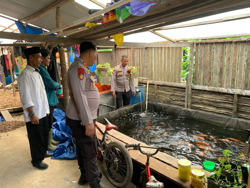 Dari Mapolsek ke Tebar Benih, Kapolsek GAS Dampingi Warga Budidaya Ikan Nila