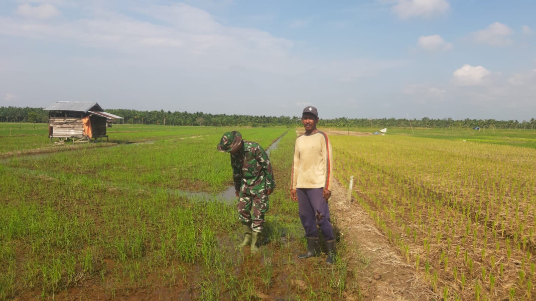 Pendampingan Hampangan Persawahan Penanaman Kelompok Tani Yang Didampingi Oleh Babinsa Koramil 07/Reteh