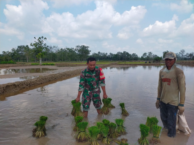 Puasa Tak Jadi Penghalang Bagi Babinsa 03/Tpl Untuk Bantu Petani Tanam Padi