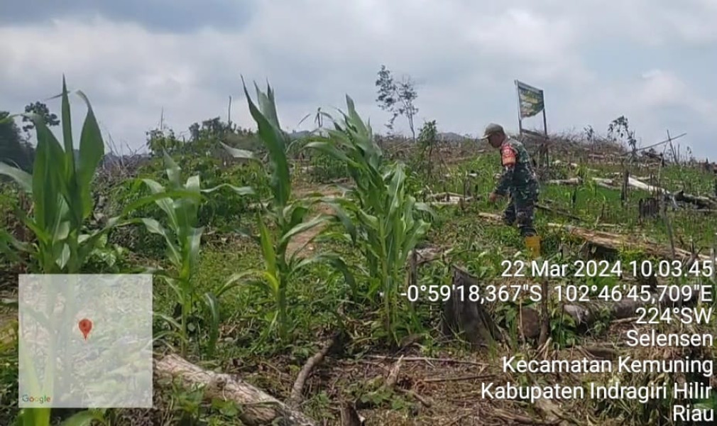 Demi Kelangsungan Pertumbuhan Tanaman, Babinsa Koramil 09/Kemuning Berikan Motivasi Kepada Para Petani