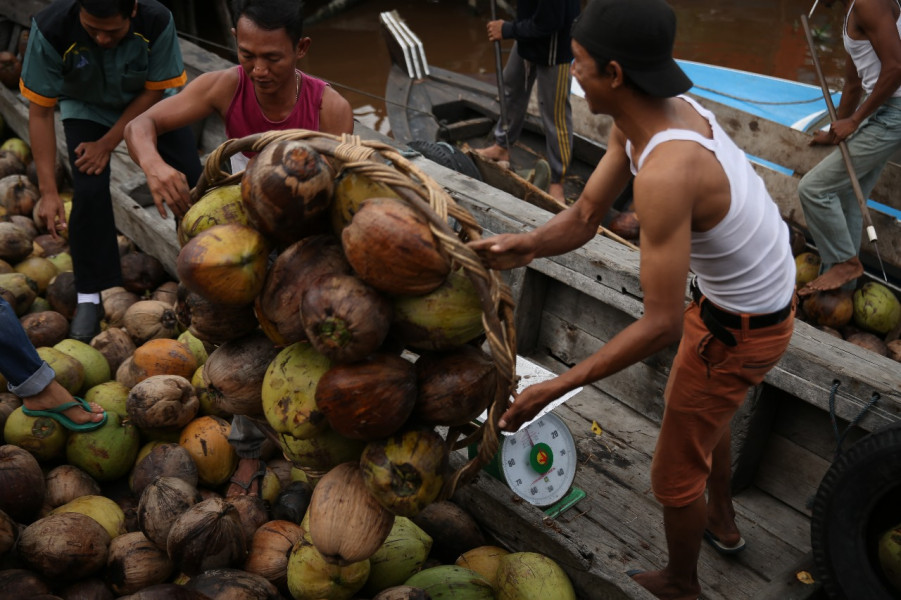Kelapa Langka, Minim Produksi, Industri Kelapa Sesuaikan Jumlah Tenaga Kerja