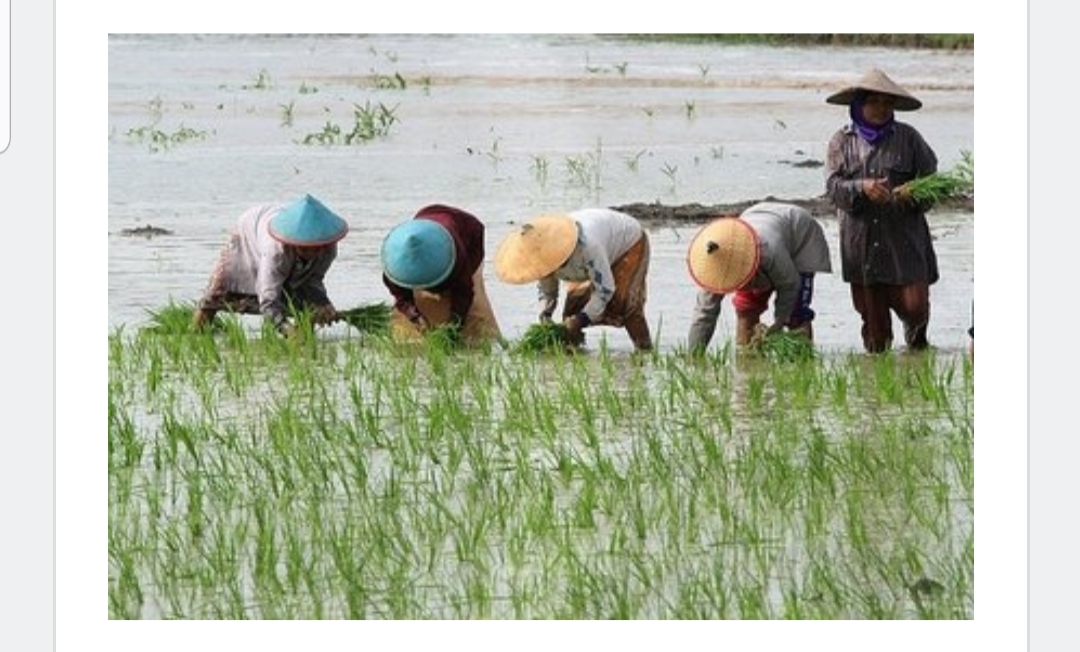 Pendapatan Petani di Riau Ibarat Kata Pepatah Besar Pasak dari Tiang
