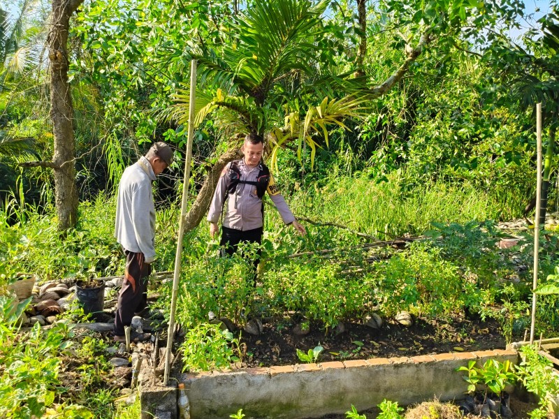 Bhabinkamtibmas Turun ke Kebun: Aipda Andromik Dukung Ketahanan Pangan Cabe Rawit di Sungai Iliran