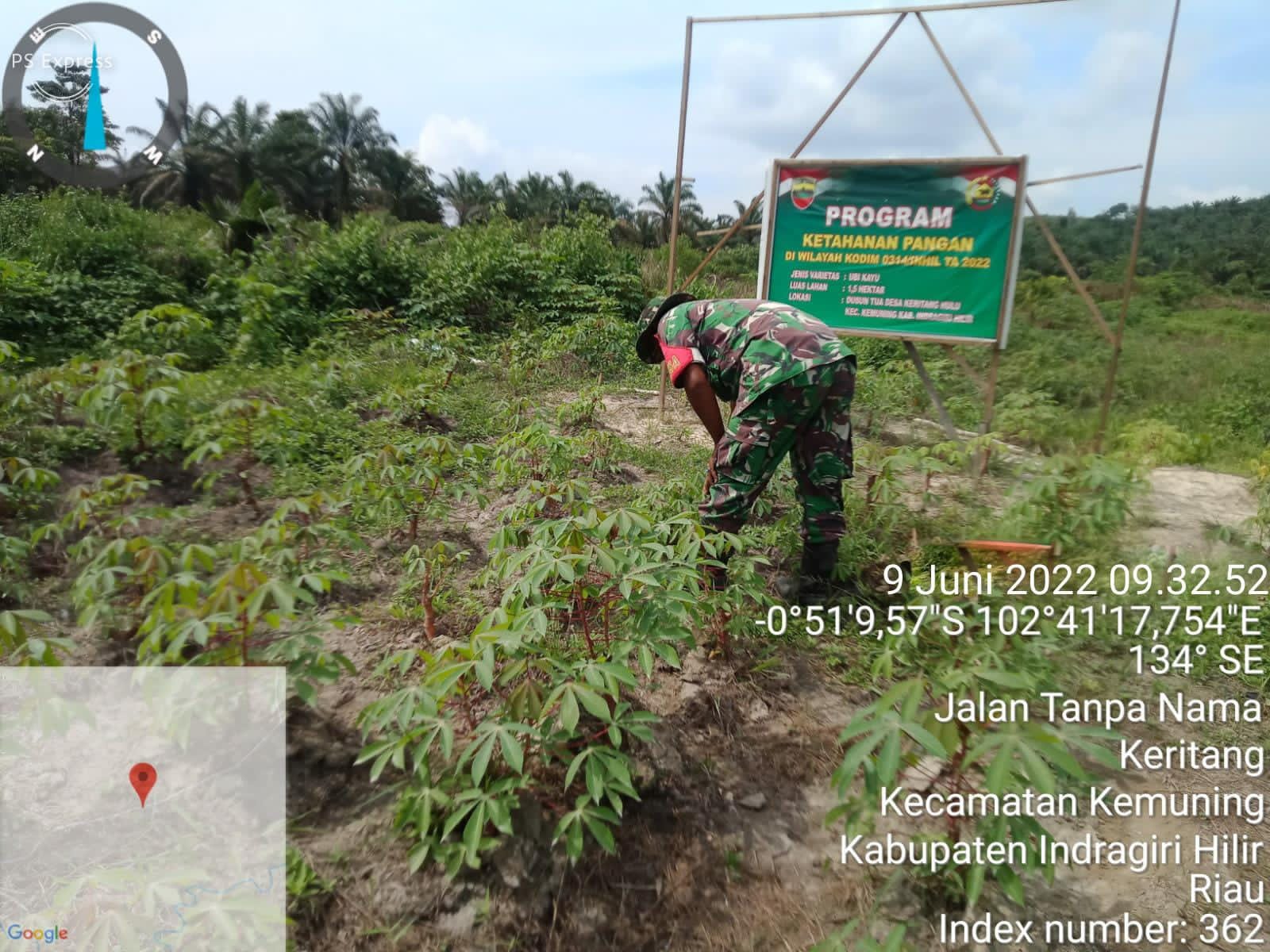 Pembersihan Gulma di Sela-sela Pohon Ubi Oleh Sertu A. Hayat