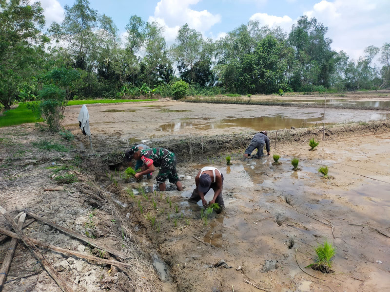 Bantu Petani Tanam Padi, ini Cara Babinsa 03/Tpl Turut Meningkatkan Ketahanan Pangan di Binaan