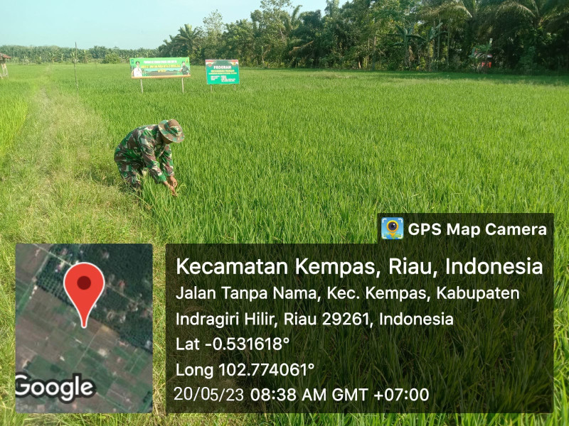 Rutinitas Babinsa 03/Tpl Pantau Perkembangan Tumbuhan Padi